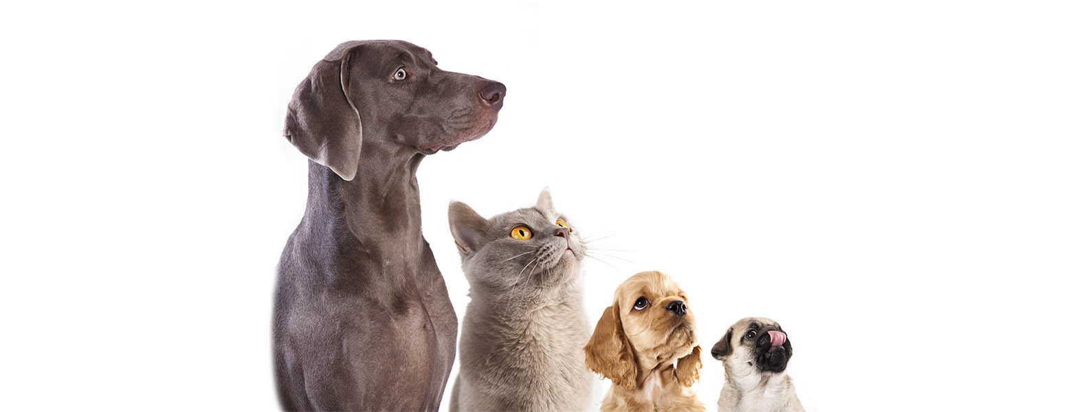 Food and supplements